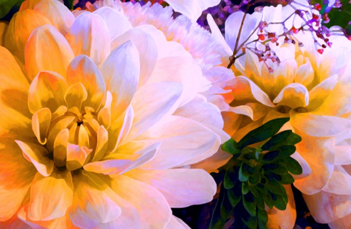 Dahlia